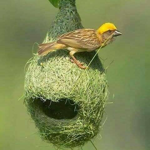 Awesom  Creativity