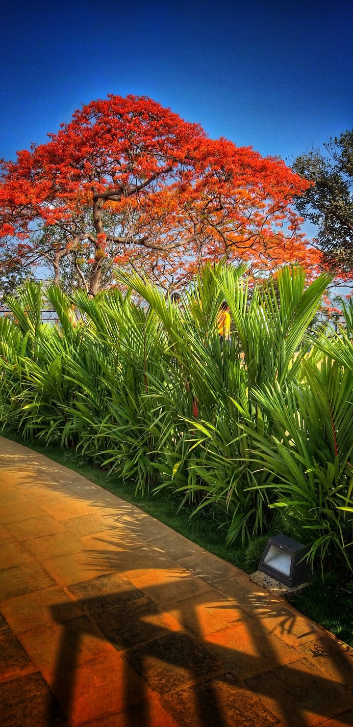Colourful Garden