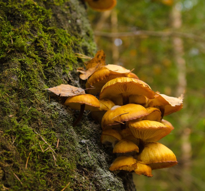 mushrooms