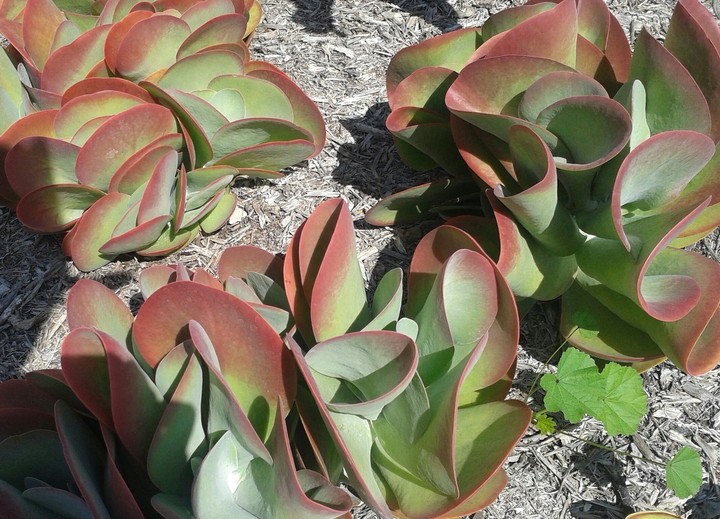 The Paddleplant