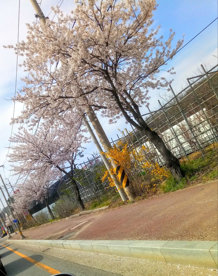 Cherry Blossom✨