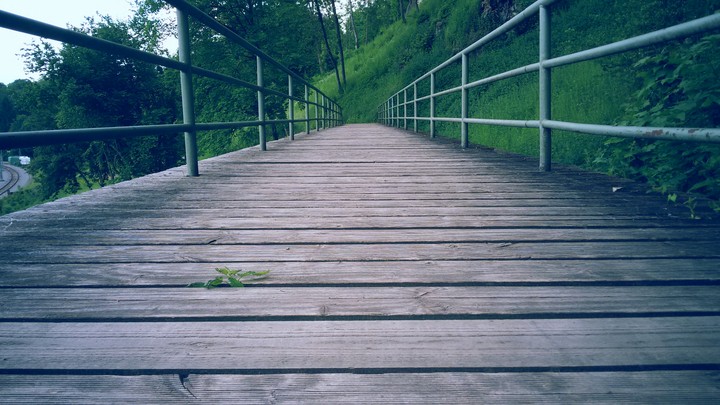 Bridge in Nature
