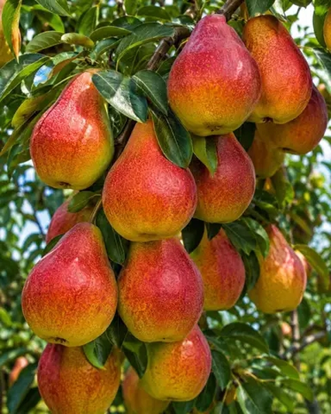 Pear, red वॉलपेपर