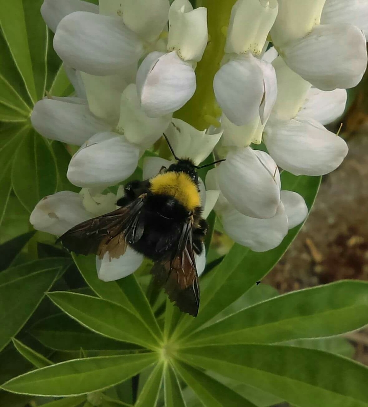 Bumblebee nectaring on a Lupine