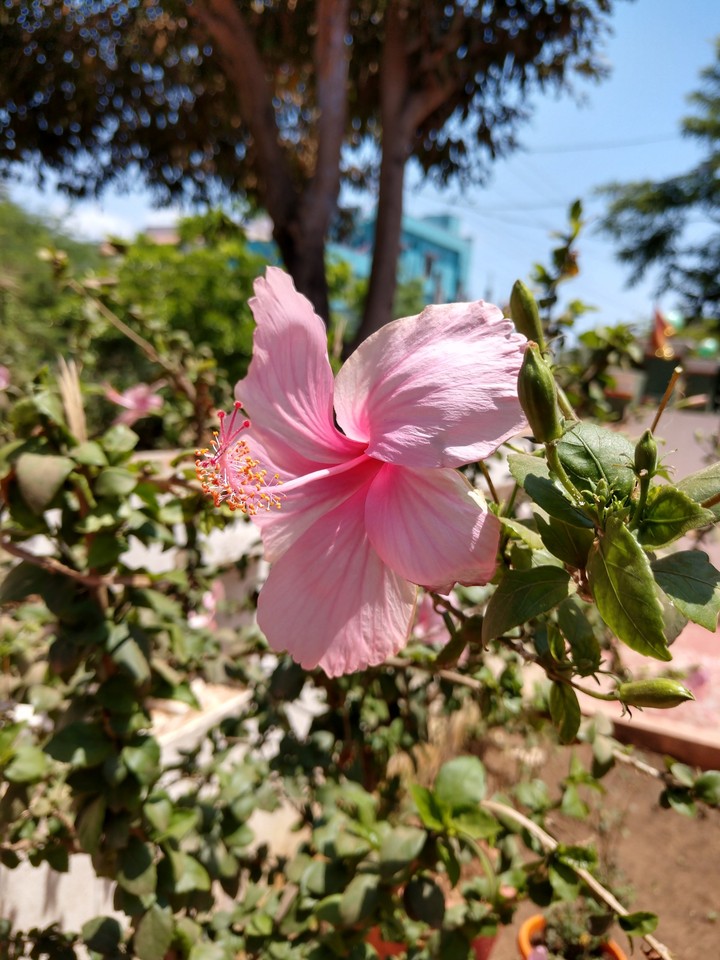Flowerz Mania
