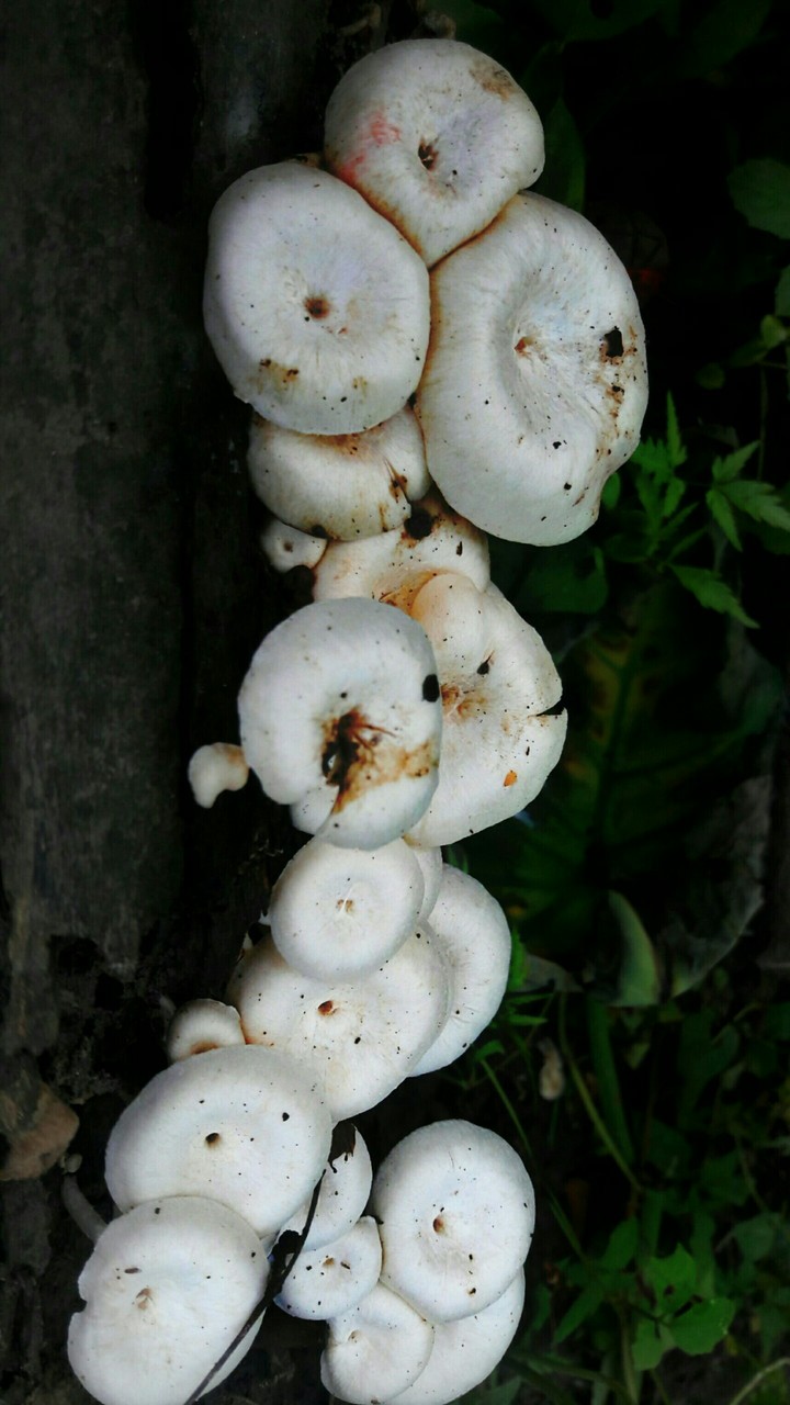mushroom
