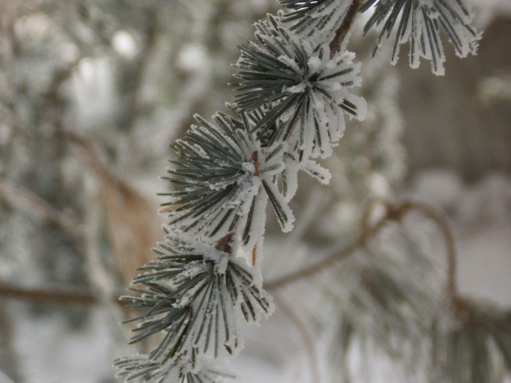Frozen