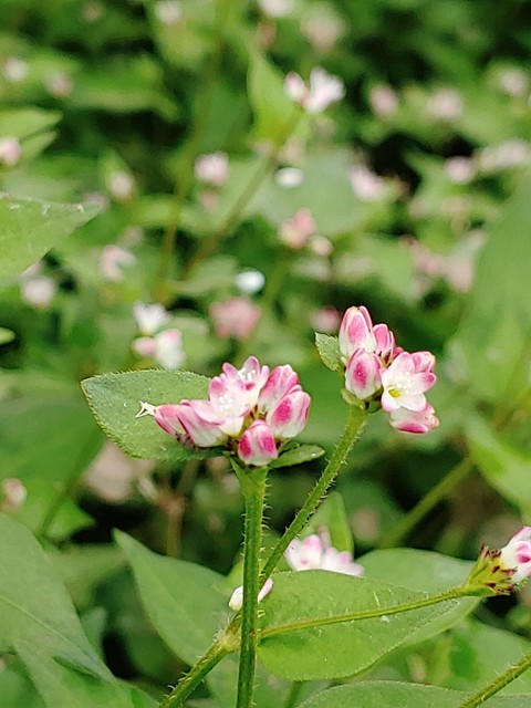 野花, wildflower壁纸