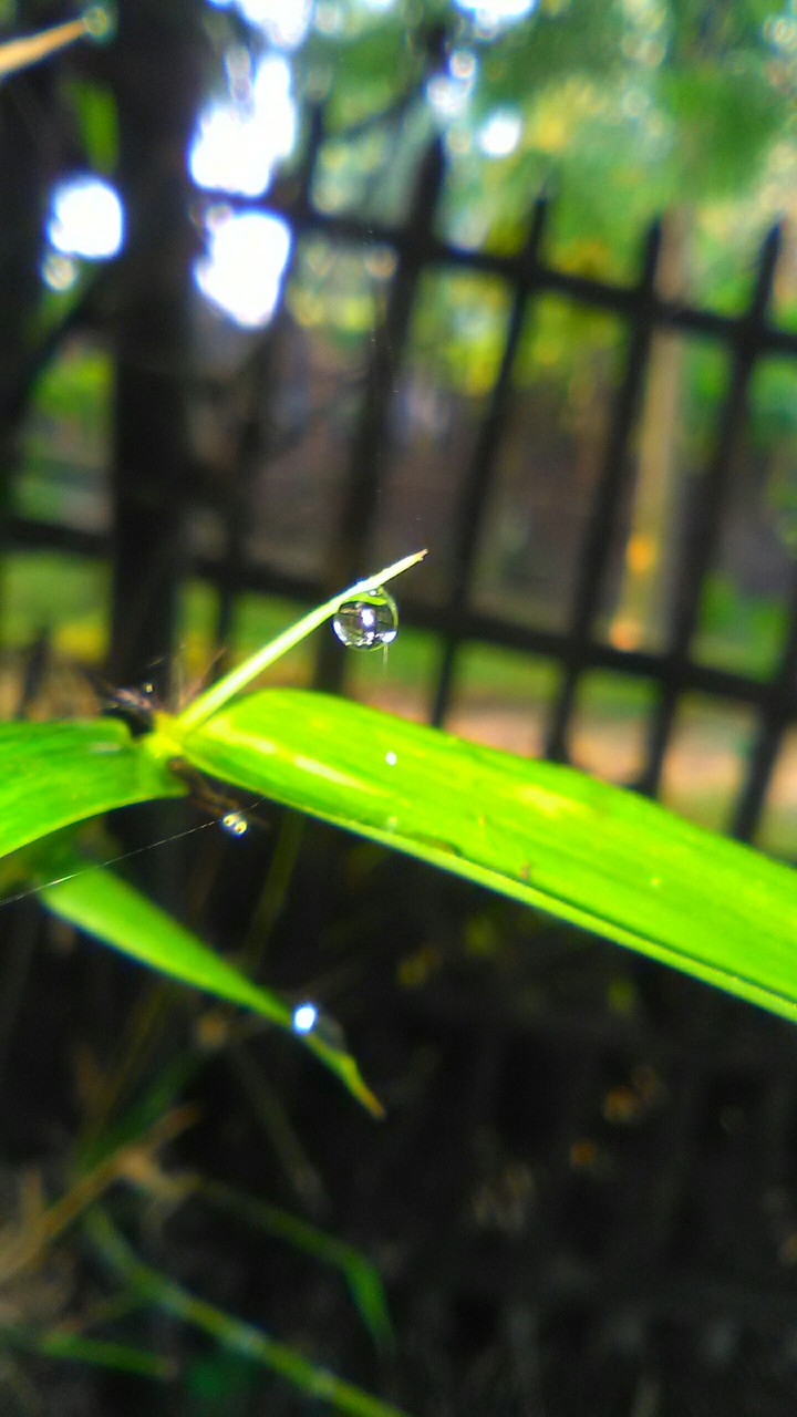 Drop of water