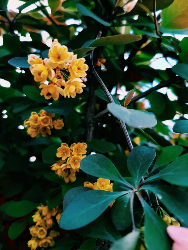 spring
