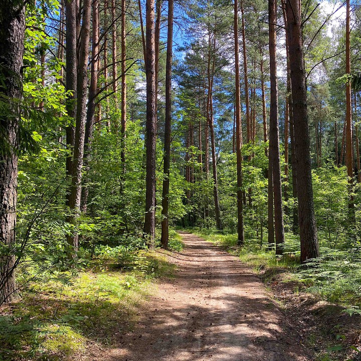 forest