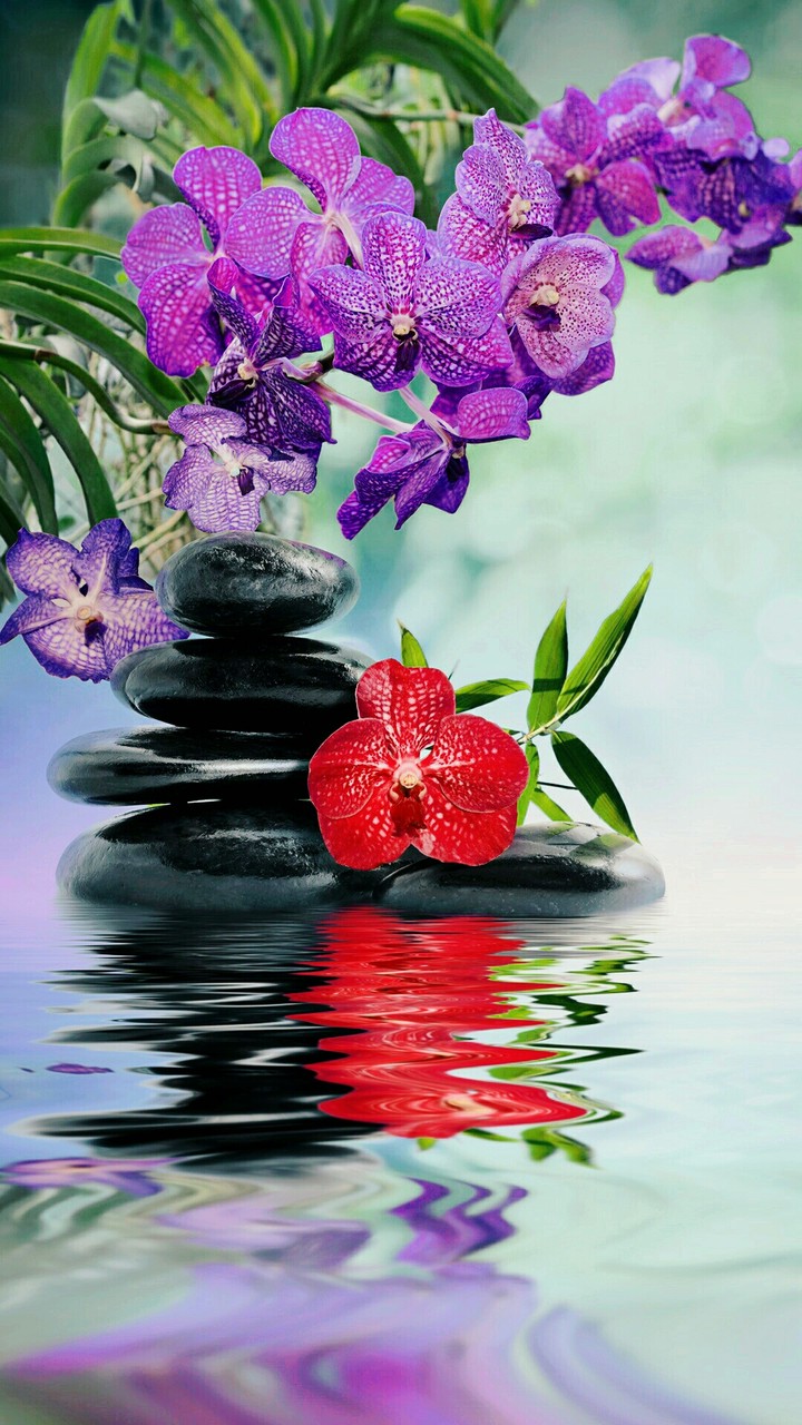 Beautiful flower