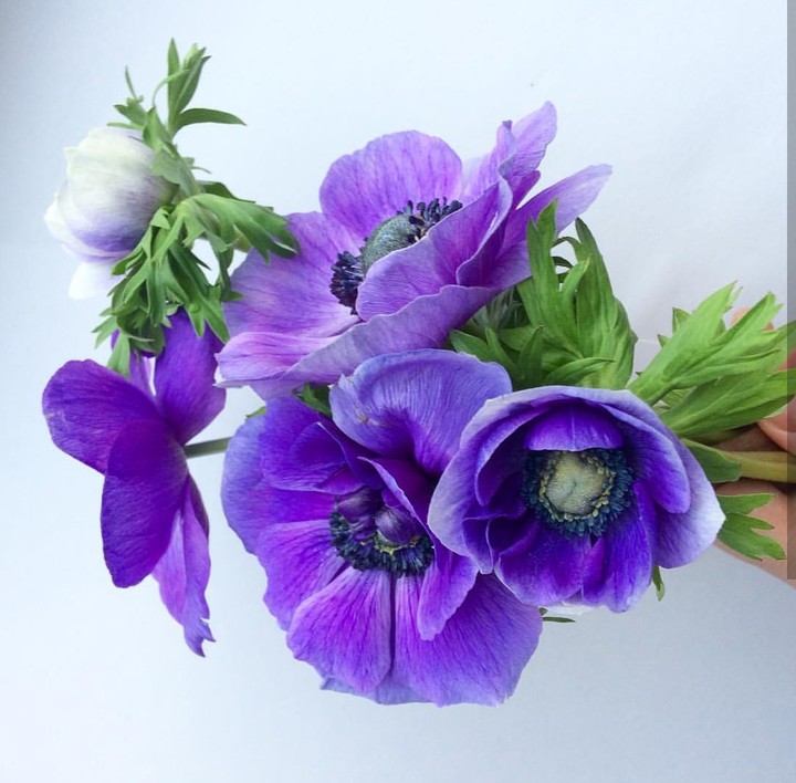 purple anemone