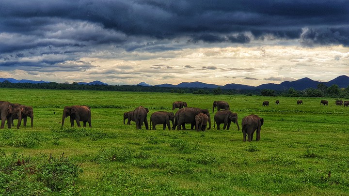 Elephants in the open