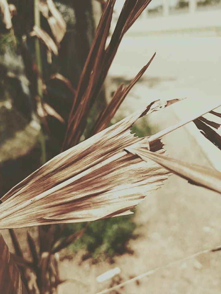 vintage