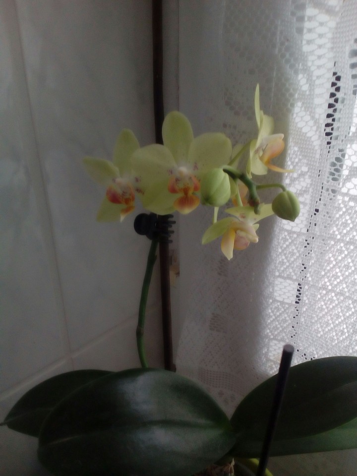 Mini-Phalaenopsis