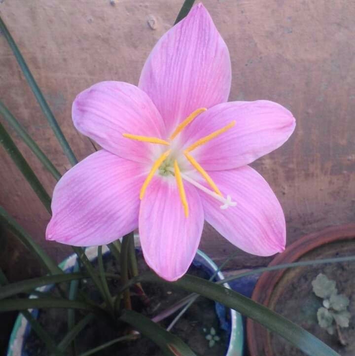 #rain Lily