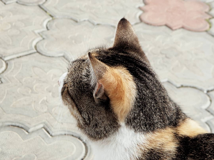 just a beautiful cat.