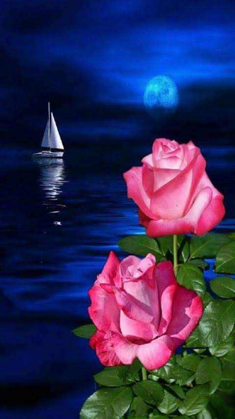 rose
