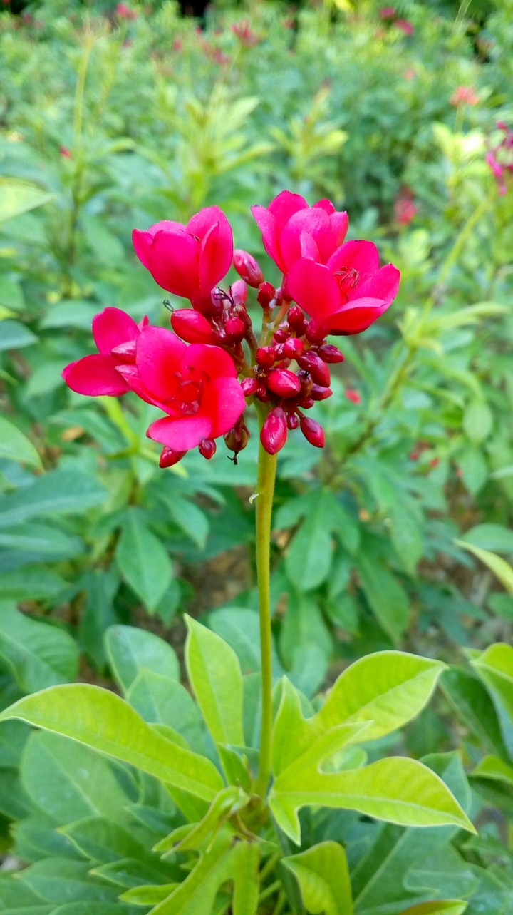 Flowers..