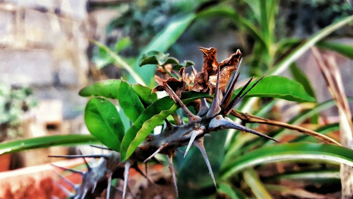 jardin