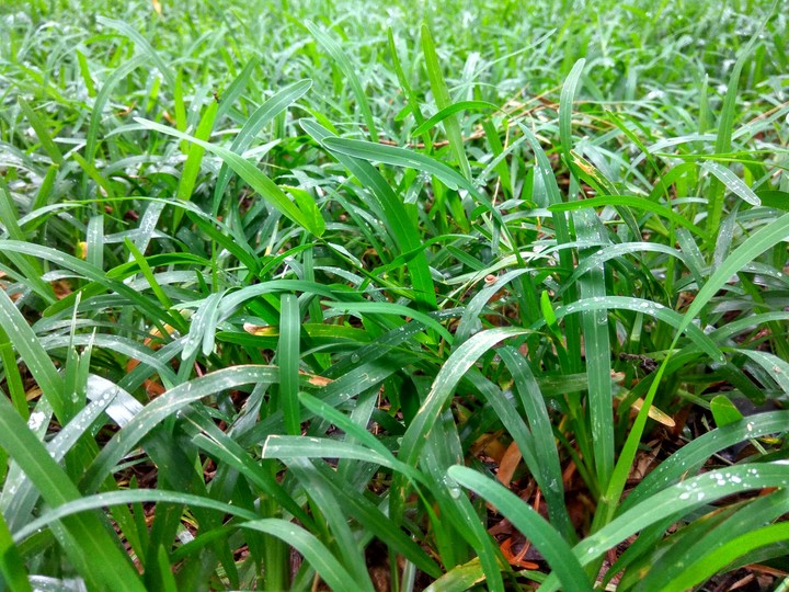 peaceful lawn