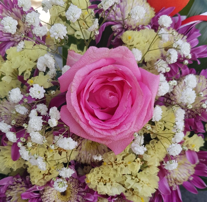 rosa