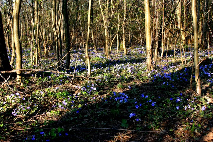 Blue anemone nemorosa