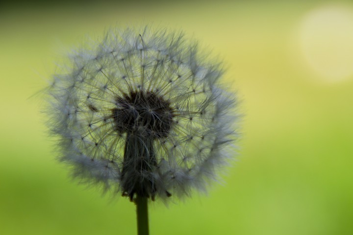 Pusteblume