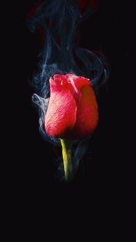rose
