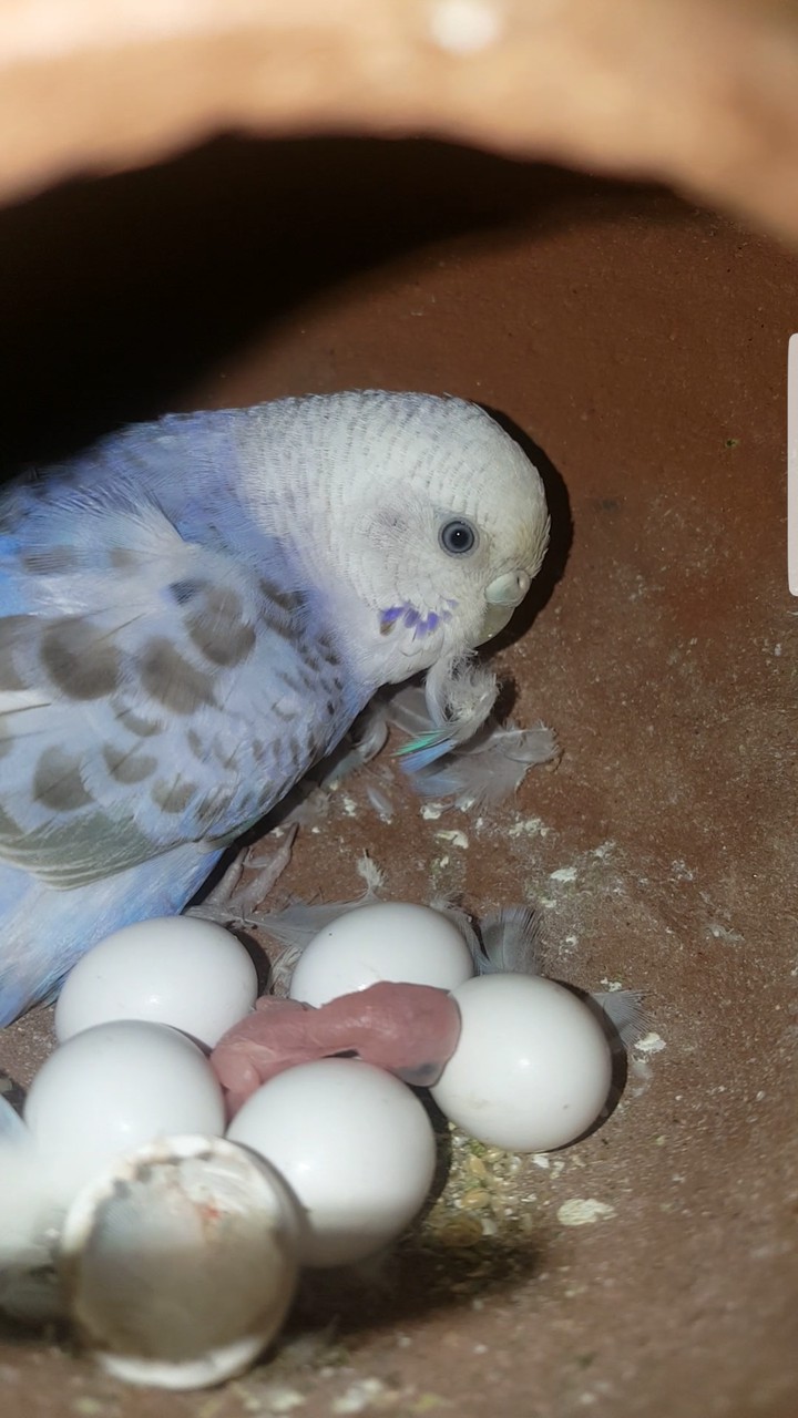 home nest