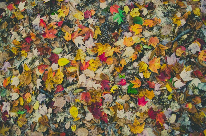leaves