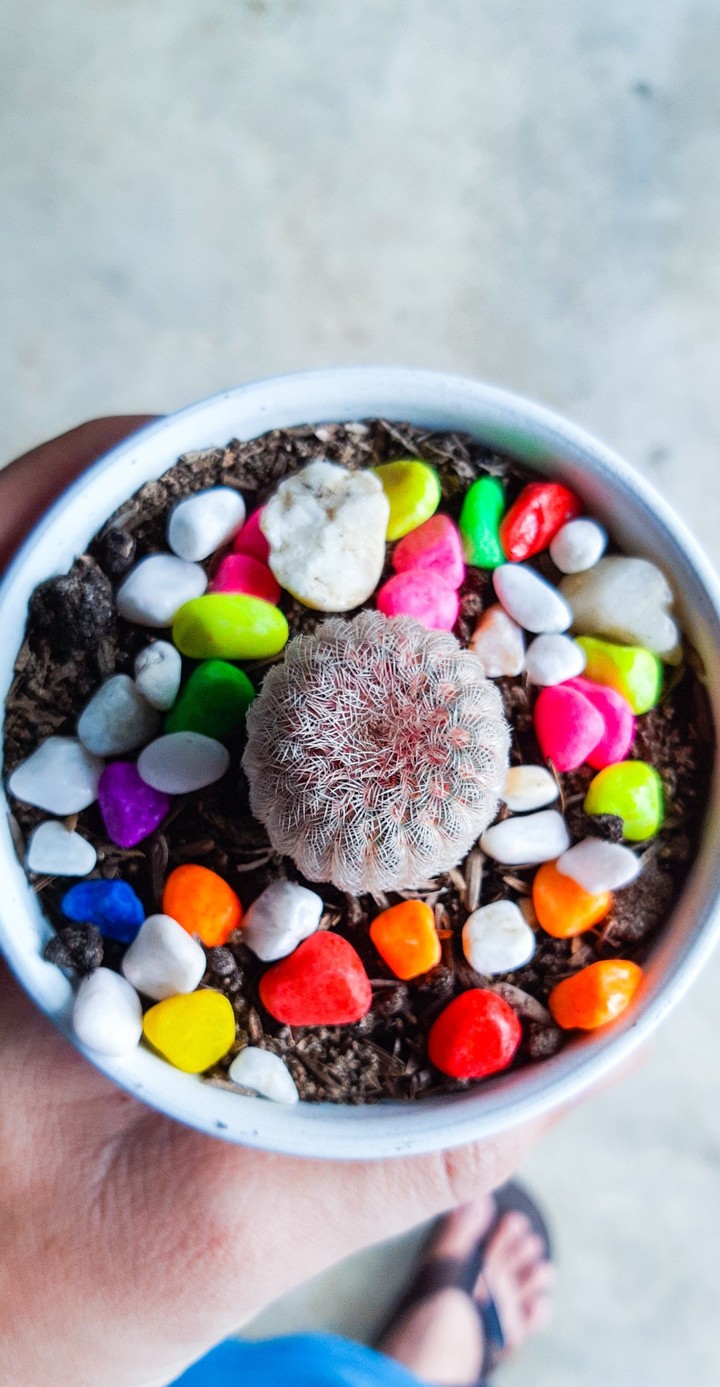 cactus rainbow
