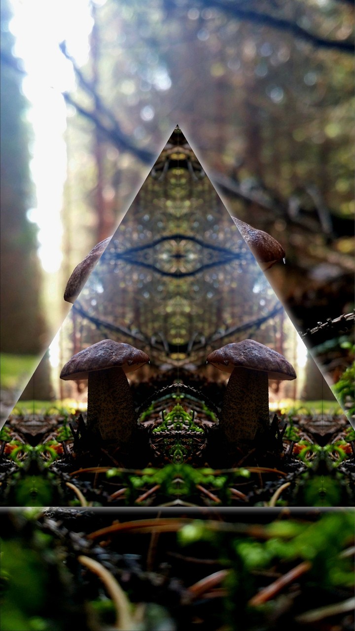 Mushrooms in wonderland.