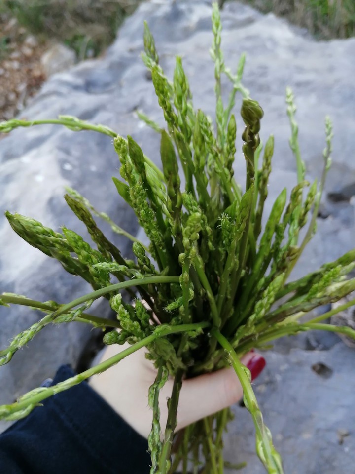 Green Plants