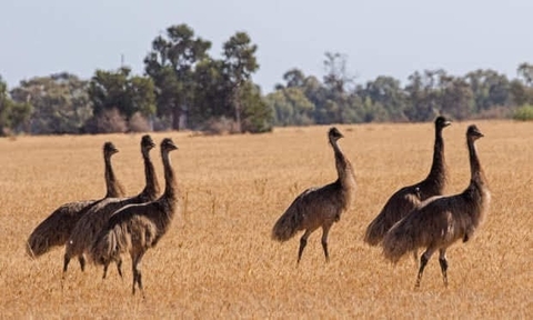 hình nền emu, beak