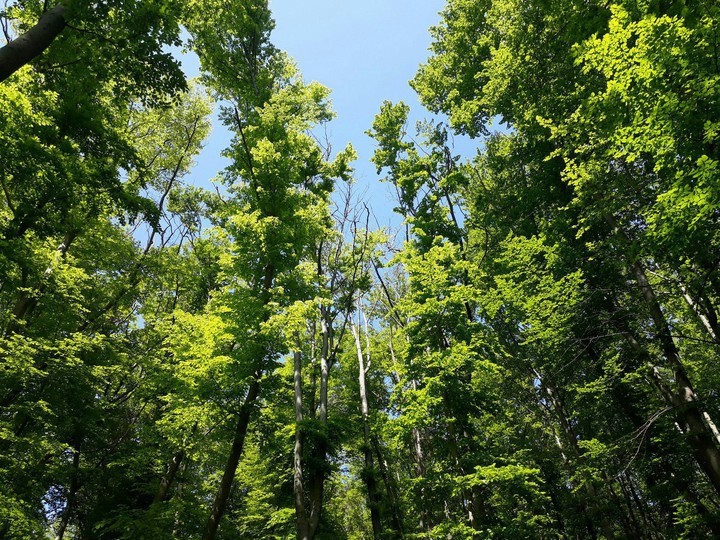 maraizo verde