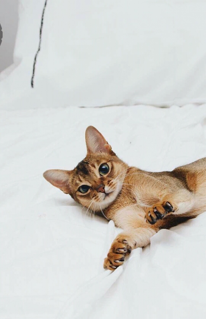 cute-cat