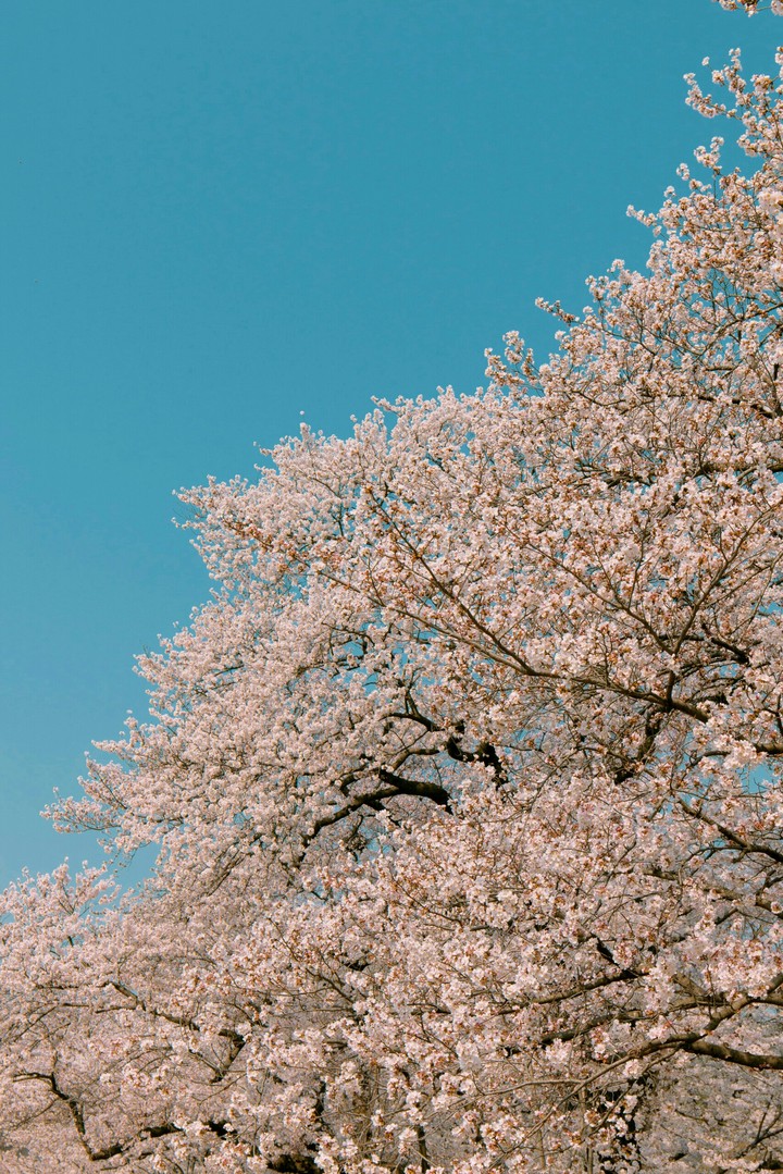 cherry blossom