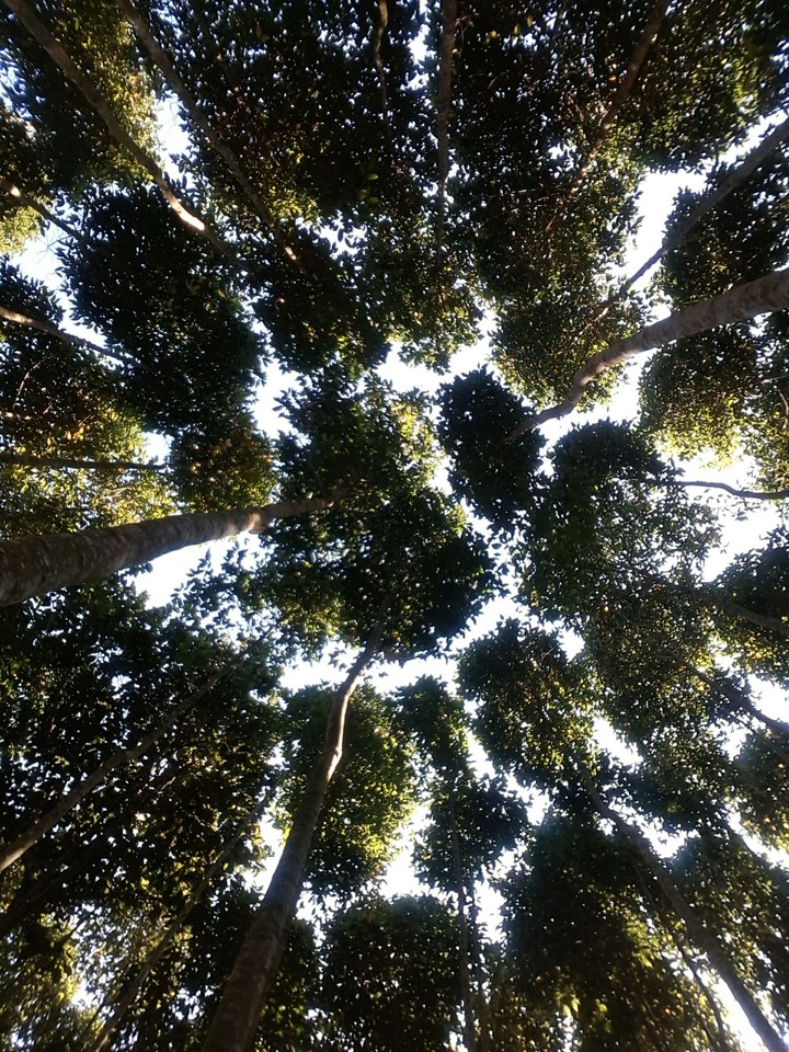 Skies and Trees