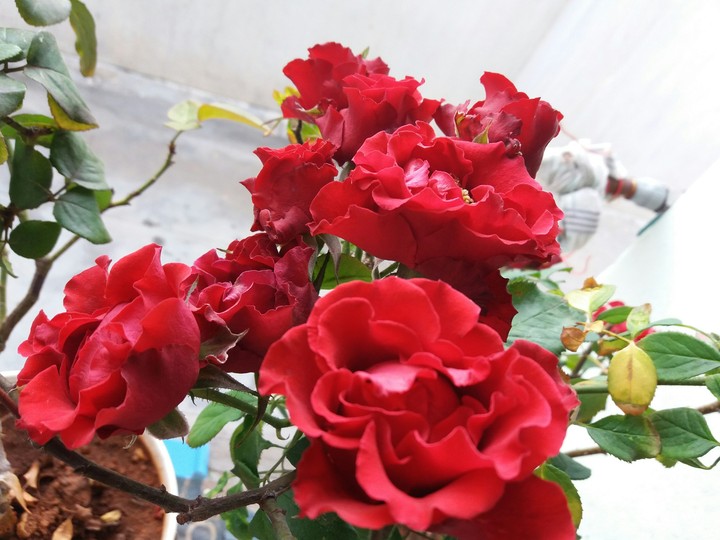 Bed of roses....
