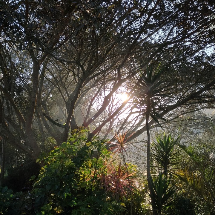 floresta