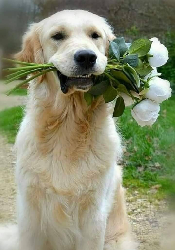 White rose and dog