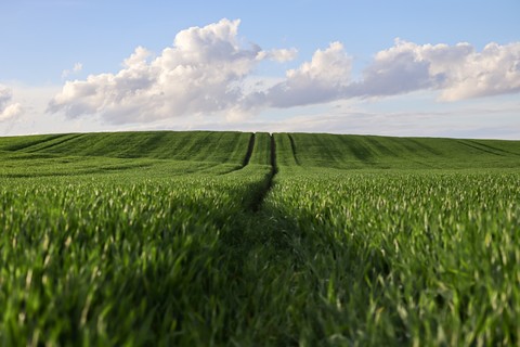 grass, ecoregion wallpapers