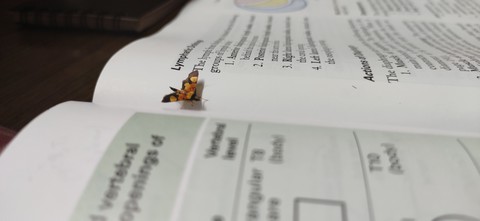 Fly