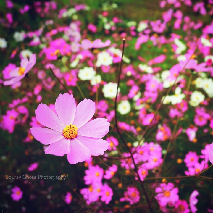 Cosmos 