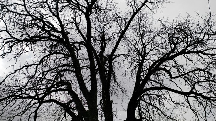 A tree in a graveyard