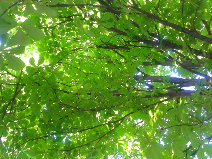 chestnut in summer