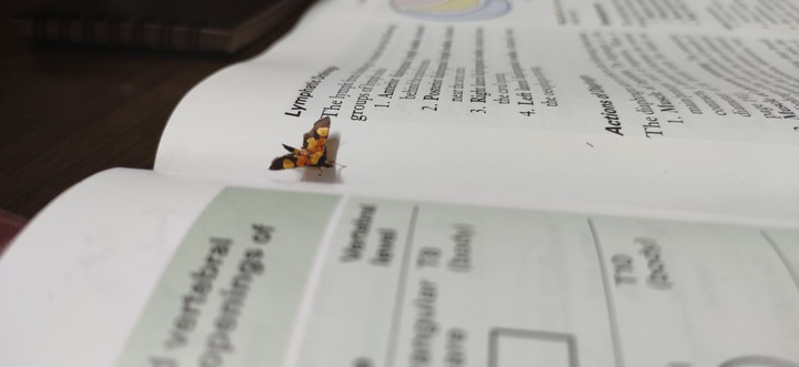 Fly