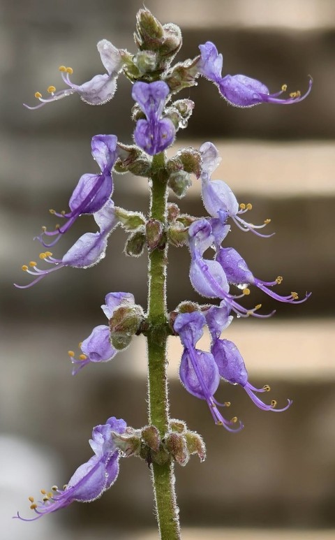 רקעים lobelias, catnips